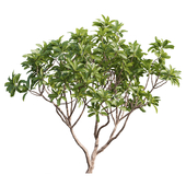 Plumeria Tree Set 013