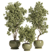indoor plant set 91