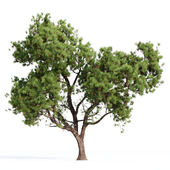 Spruce Pine-Tree Set 014