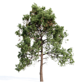 Spruce Pine-Tree Set 015