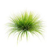 ornamental grass 011
