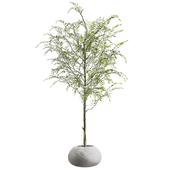 indoor Plant collection 1027