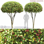 Crataegus