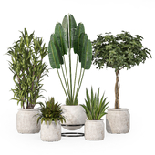 Indoor Plants Collection Set 138