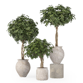 Plants Collection in Pot Set 139
