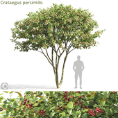 Crataegus