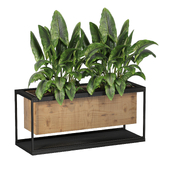 Plants in Wooden and Metal Box 141