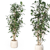 Indoor Plants Set 143