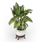 Indoor Plant Set 148