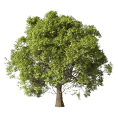 Дуб