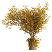 Indoor Bonsai Plants Fall 86