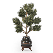 Indoor Plant Decorative Shrub 151