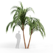 Tree set09_palm