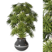 Indoor Plants Set 154