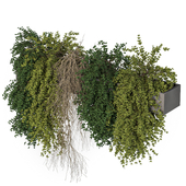 Outdoor Plants Hanging Plants 155