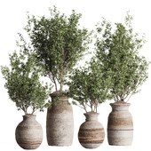Indoor Plant Set 166