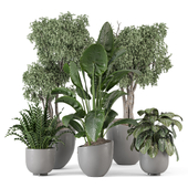 Indoor Plants in Gray Minimal Pot_Set 3015