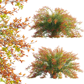 Berberis vulgaris - European barberry - Common barberry 01