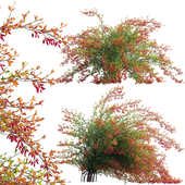 Berberis vulgaris - European barberry - Common barberry 02