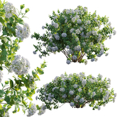 Viburnum opulus Roseum -  European Cranberrybush 01
