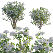 Viburnum opulus Roseum -  European Cranberrybush 02
