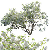 Viburnum opulus Roseum -  European Cranberrybush 03