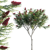 Rhus typhina - Staghorn Sumac 01