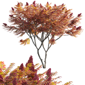 Rhus typhina - Staghorn Sumac 05