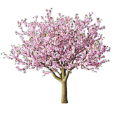 Sakura tree
