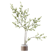 Indoor Plant 31