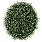 Plants Set 2016