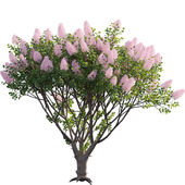 Cotinus coggygria - Smokebush 01