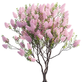 Cotinus coggygria - Smokebush 02
