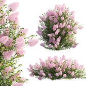 Cotinus coggygria - Smokebush 04