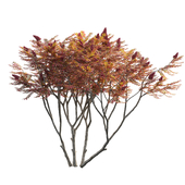 Rhus typhina - Staghorn Sumac 06