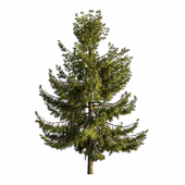 Pine tree 03