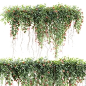 Ivy Plants 33