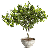 Indoor Plant Set 160