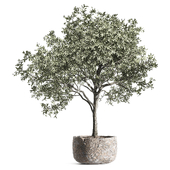 Indoor Plant Set 161