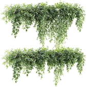 Ivy Plants 34