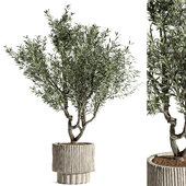 Indoor Plant Set 163 - Olive tree
