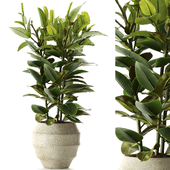 Indoor Plant Set 164 - Ficus rubber