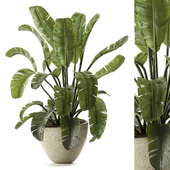 Banana Palm Tree Houseplant Set 165