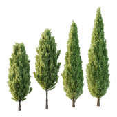 Italian Cypress Tree 2
