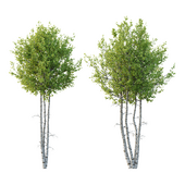 Betula Pendula Tree 03