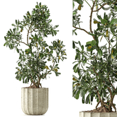 Indoor Plant Set 166