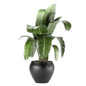 indoor plant 018