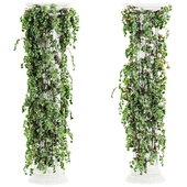 Ivy Plants 39
