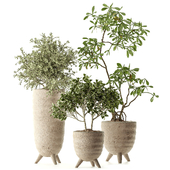Indoor Plant Set 167