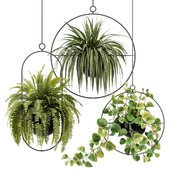 Hanging Houseplants in Metal Frames Set